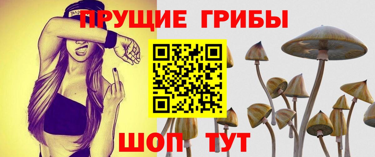 Псилоцибиновые грибы Psilocybe Белебей